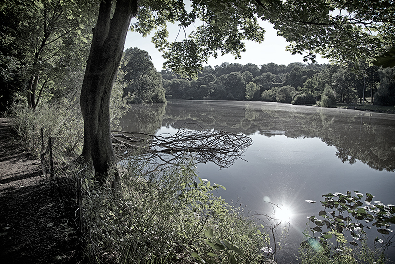 Lake surrounded by trees in Van Cortland park.