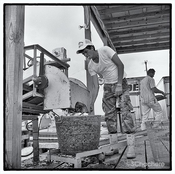 Man loading catch into basket at marina.