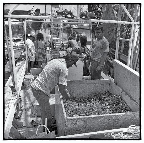Man sorting catch on boat at marina