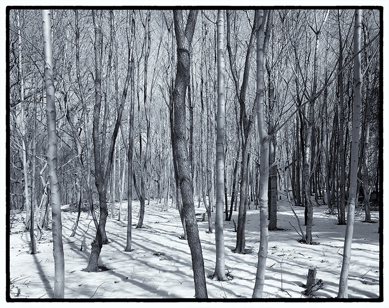 Trees in snow