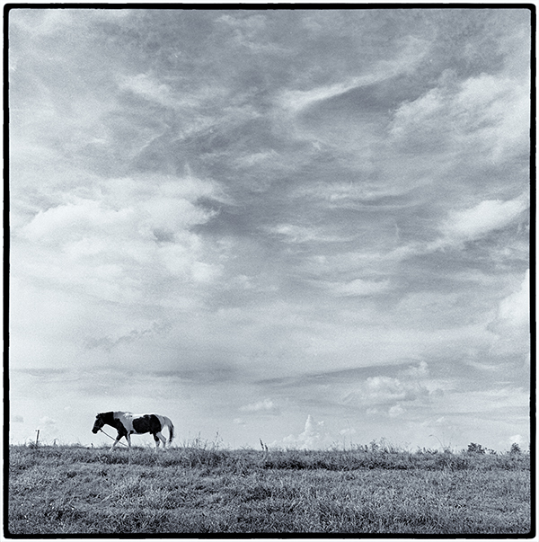 Horse in field against cloudy sky