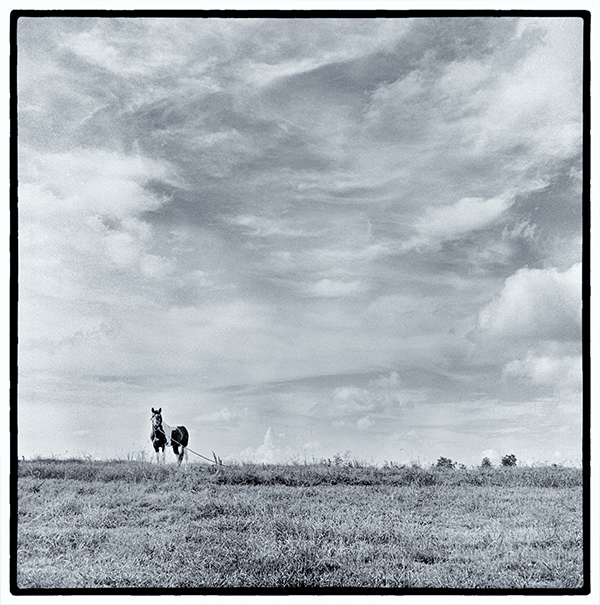 Horse in field against cloudy sky