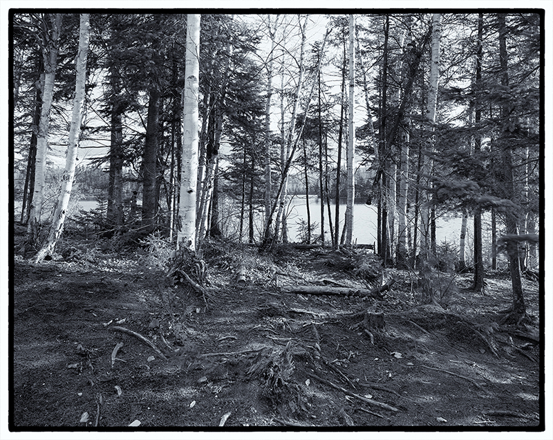 Lake viewed through trees
