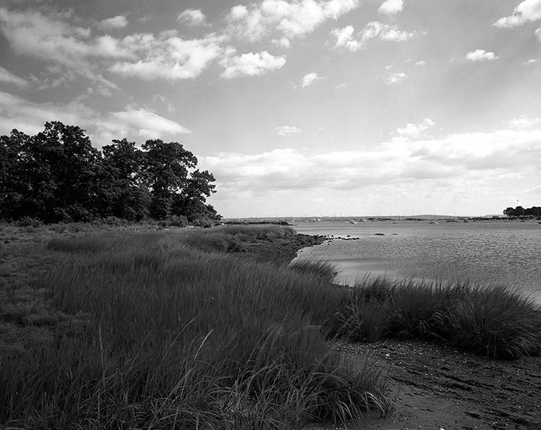 Reeds, trees at shoreline